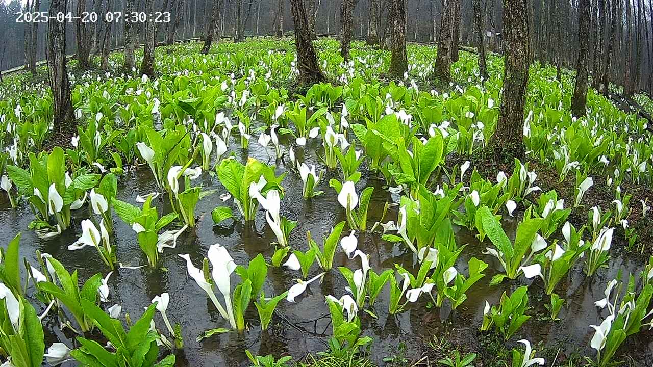 mizubasho2-20250420073025.jpg
