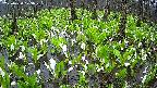 mizubasho2-20250420073025.jpg