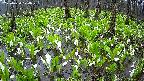 mizubasho2-20250420074025.jpg