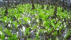 mizubasho2-20250420080027.jpg