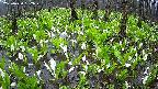 mizubasho2-20250420082028.jpg
