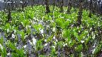 mizubasho2-20250420083028.jpg