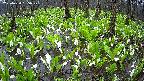 mizubasho2-20250420085029.jpg