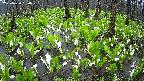 mizubasho2-20250420090029.jpg