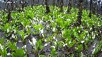 mizubasho2-20250420091027.jpg