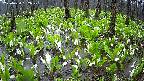 mizubasho2-20250420092029.jpg