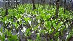 mizubasho2-20250420093030.jpg