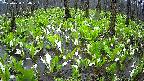 mizubasho2-20250420094029.jpg