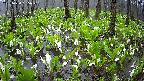 mizubasho2-20250420095027.jpg