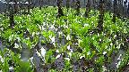 mizubasho2-20250420100027.jpg
