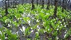 mizubasho2-20250420101027.jpg