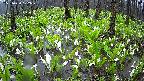 mizubasho2-20250420102030.jpg