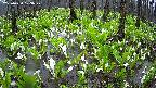 mizubasho2-20250420103030.jpg