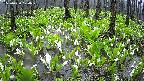 mizubasho2-20250420104029.jpg