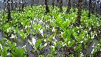 mizubasho2-20250420105028.jpg
