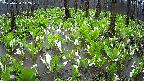 mizubasho2-20250420112029.jpg