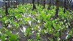 mizubasho2-20250420113028.jpg