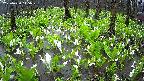 mizubasho2-20250420115029.jpg