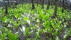 mizubasho2-20250420120029.jpg