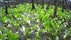 mizubasho2-20250420121032.jpg
