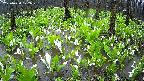 mizubasho2-20250420122032.jpg