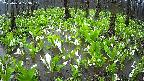 mizubasho2-20250420123034.jpg