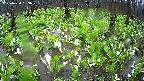 mizubasho2-20250420133030.jpg