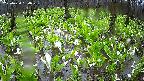 mizubasho2-20250420134030.jpg
