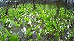 mizubasho2-20250420135030.jpg