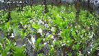 mizubasho2-20250420140027.jpg