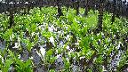 mizubasho2-20250420150033.jpg