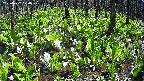 mizubasho2-20250422120030.jpg