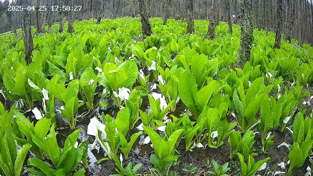 mizubasho2-20250425175029.jpg