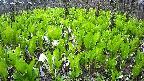 mizubasho2-20250427052025.jpg