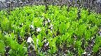 mizubasho2-20250427060030.jpg