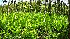 mizubasho3-20240505125101.jpg
