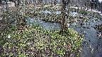 mizubasho3-20250403111041.jpg