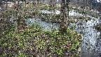 mizubasho3-20250405083042.jpg