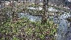 mizubasho3-20250405090039.jpg