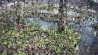 mizubasho3-20250405095041.jpg