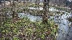 mizubasho3-20250405135040.jpg
