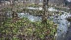 mizubasho3-20250405141043.jpg