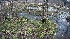 mizubasho3-20250405145042.jpg
