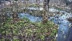 mizubasho3-20250405163045.jpg