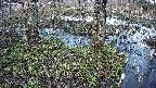 mizubasho3-20250405165046.jpg