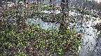 mizubasho3-20250406054042.jpg