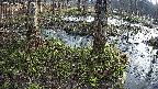 mizubasho3-20250406062045.jpg