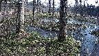 mizubasho3-20250406084041.jpg