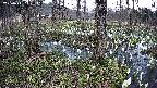 mizubasho3-20250411141047.jpg