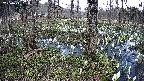 mizubasho3-20250411150040.jpg